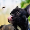 (kozorog, BigStock.com)