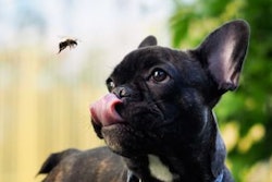 (kozorog, BigStock.com)