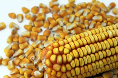 Whole Corn And Cob