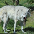 Research shows that through domestication, dogs have evolved away from the mainly carnivorous diet of the wolf. l SBoice, Bigstock.com