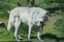 Research shows that through domestication, dogs have evolved away from the mainly carnivorous diet of the wolf. l SBoice, Bigstock.com
