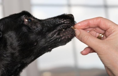 Giving Dog Treat