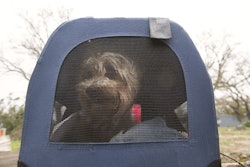 A dog awaits evacuation from his neighborhood near Rockport, Texas, as US Border Patrol agents conduct search and rescue operations in the wake of Hurricane Harvey Aug. 27, 2017. Photo by Glenn Fawcett | US Customs and Border Protection