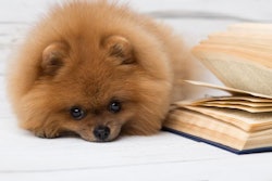 photo by Fleur-k | BigStockPhoto