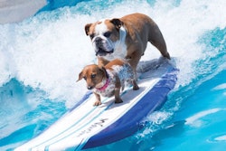 Lucy Pet Products and Lucy Pet Foundation Founder Joey Herrick aims to help pets live their best lives through health and nutrition. | Photo by the Lucy Pet Foundation