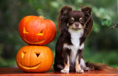 Pumpkin Dog Chihuahua
