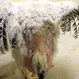 Lignocellulose feed additives can help combat poor feather quality and improve animal welfare in poultry. | Dr. Richard Blatchford