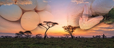 Composite sourced from Bigstockphoto.com