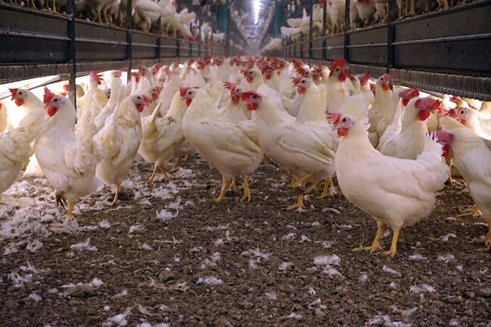 The cage-free layer is no different from one kept under intensive conditions, but the way it interacts with its environment is very different. (Terrence O'Keefe)