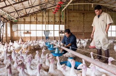 Carlos Renteria and Mario Renteria from the Rogers Farm feed their turkeys. The farm was one of four Texas based operations involved in the pilot program. Photo courtesy of Cargill.