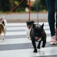 Pet ownership growth in metropolitan areas continues to drive pet product purchasing trends. | hedgehog94.Fotolia