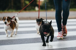 Pet ownership growth in metropolitan areas continues to drive pet product purchasing trends. | hedgehog94.Fotolia