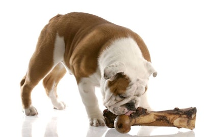 Bulldog Bone Dog Treat