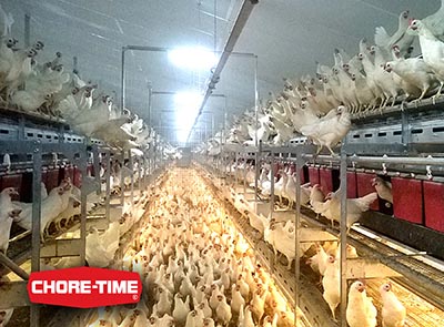 Chore-Time-Volito-Vike-aviary-systems