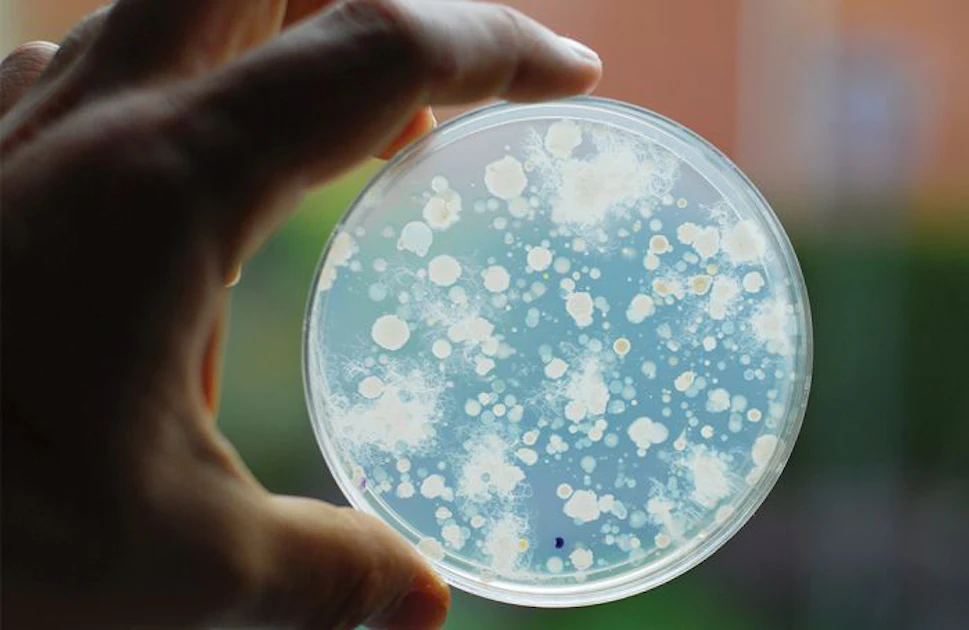 microbiologists guide to gelling agents: agar-agar,... Agar-agar: Gelling agent option for canned dog and cat foods ...