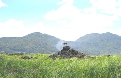 Dog on a pile of rocks in a sugar cane field in Mauritius | photo by Mauritius Stockphoto | BigStockPhoto