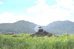 Dog on a pile of rocks in a sugar cane field in Mauritius | photo by Mauritius Stockphoto | BigStockPhoto
