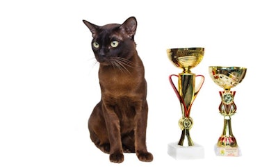 Brown Black Cat Trophy