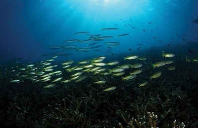 Melvinlee, Dreamstime.com