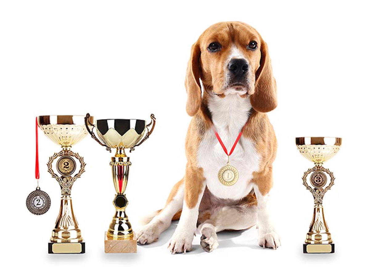 Trophy dog food prices outlet