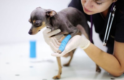 Dog Chihuahua Vet Veterinarian Cast Paw