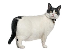 Life on White | Bigstockphoto.com