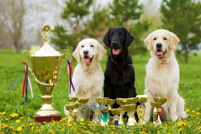 Three Dog Trophy Awards Medal