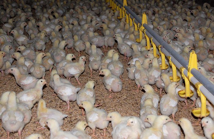 Having a no-antibiotics-ever requirement in a program that is supposed to promote better bird welfare puts a marketing claim above bird welfare. | Terrence O'Keefe