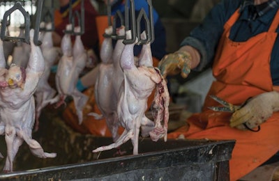 Issues with feed withdrawal need to be communicated to the evisceration team. | Bigstock, franz12