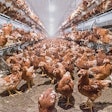 Coccidiosis is a primary health challenge for cage-free pullets. | Photo courtesy of Big Dutchman