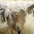 Los aditivos de lignocelulosa pueden ayudar a combatir la calidad deficiente del emplume y mejorar el bienestar animal de las aves. | Foto de Agromed Austria GmbH