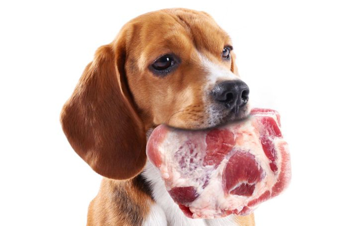 Hpp raw dog food shop