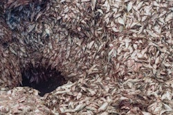 Fish meal has significant protein value as a pet food ingredient, but current sustainability and preservation issues make it a more complicated topic than it used to be. | Thor Jorgen Udvang, Dreamstime.com