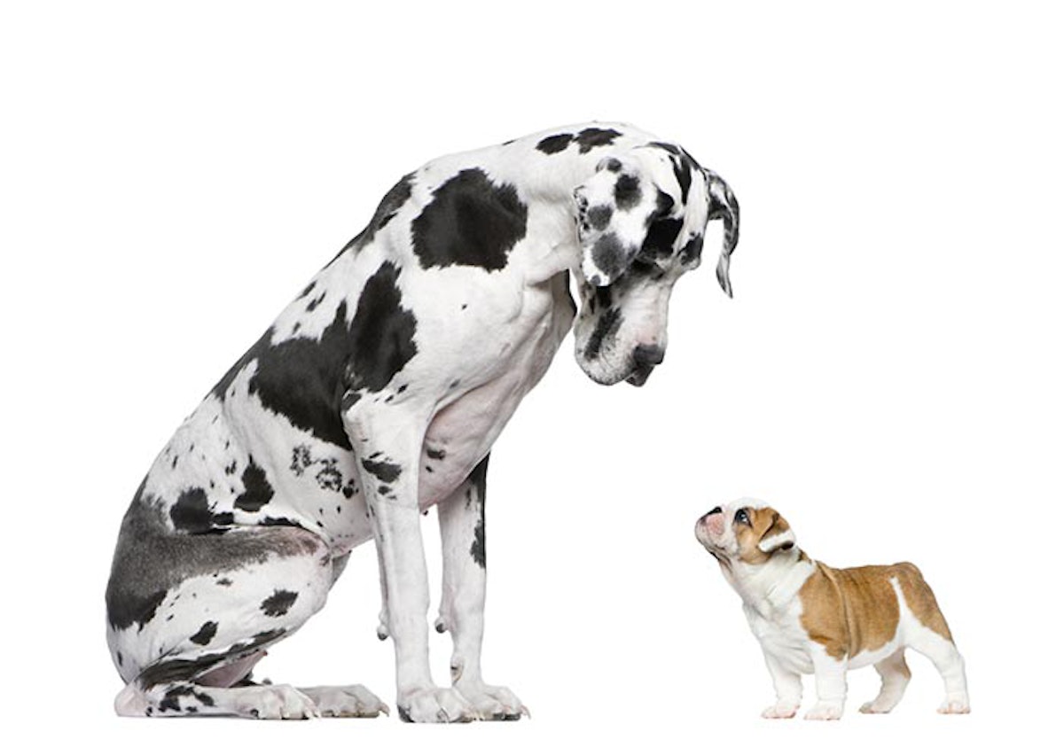 Dog food tested by aafco sale