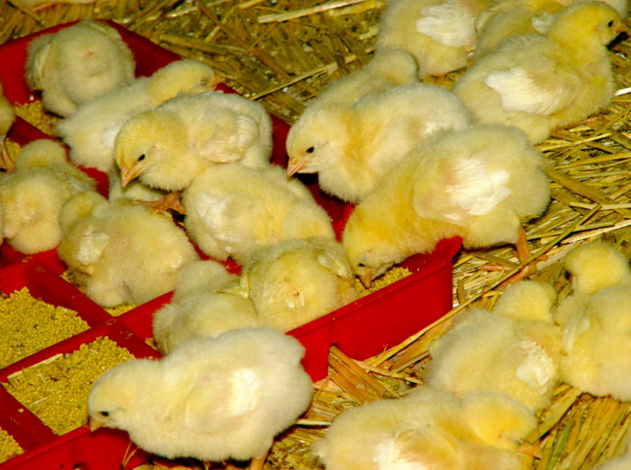 El comedero en el piso con mucho alimento es una pr&aacute;ctica com&uacute;n en la iniciaci&oacute;n. | Foto de Ernesto Calder&oacute;n