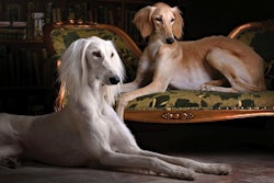While Iran’s pet ownership is only a small percentage of the country’s total population, the country’s leading pet food importer sees opportunity in Iran’s younger generation. | brusnikaphoto, Fotolia.com