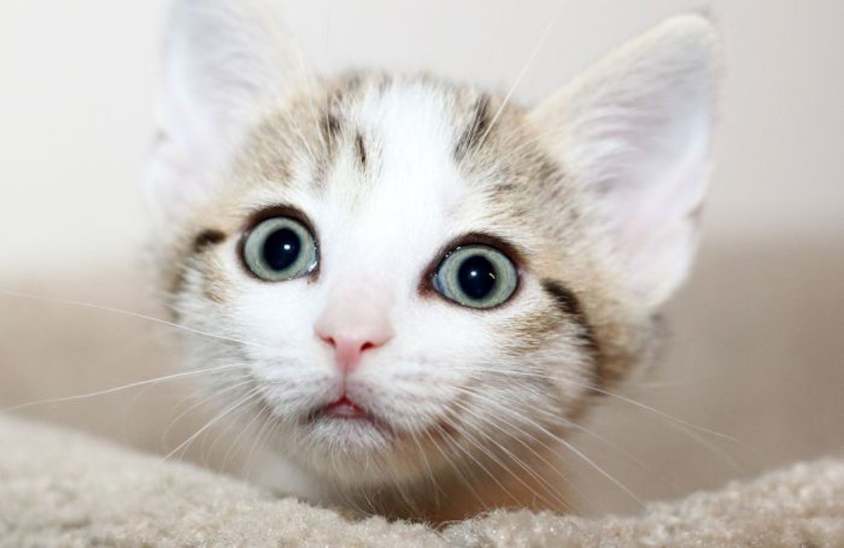 High phosphorus cat food may hurt kidneys PetfoodIndustry
