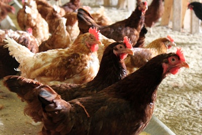 Gallinas en granja libre de jaulas. | Foto de Andrea Gantz