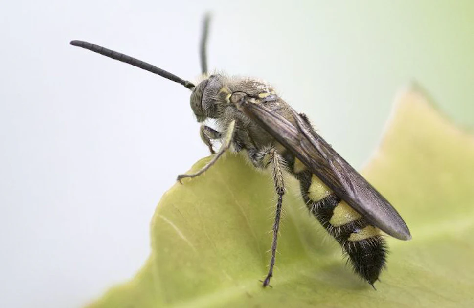 Militer Insect Thai Union Corporate invests in insect-based pet treats | PetfoodIndustry