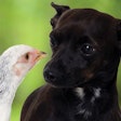 With an unclear definition and certain quality concerns, chicken meal in pet food has several issues that seem here to stay. | Lars Christnsen, Dreamstime.com