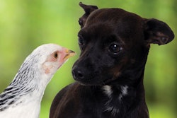 With an unclear definition and certain quality concerns, chicken meal in pet food has several issues that seem here to stay. | Lars Christnsen, Dreamstime.com