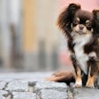 (otsphoto, Shuttterstock.com)