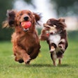 Small dogs come with big personalities, and pet food companies are weaving that knowledge into their formulation and marketing strategies for small breed pet foods. | (Alona Rjabceva | Fotolia.com)