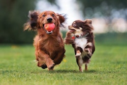 Small dogs come with big personalities, and pet food companies are weaving that knowledge into their formulation and marketing strategies for small breed pet foods. | (Alona Rjabceva | Fotolia.com)