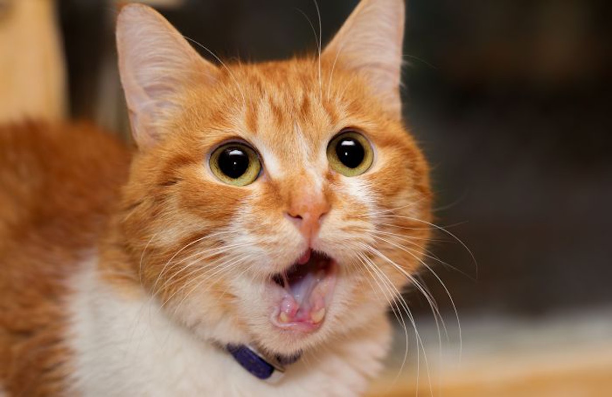 High phosphorus levels in cat food may cause kidney damage PetfoodIndustry