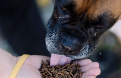 Dog Eating Whole Larvae
