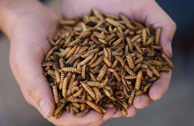 Dried black soldier fly larvae (Photo courtesy of EnviroFlight)