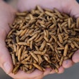 Dried black soldier fly larvae (Photo courtesy of EnviroFlight)