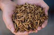 Dried black soldier fly larvae (Photo courtesy of EnviroFlight)