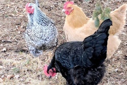 photo by Andrea Gantz